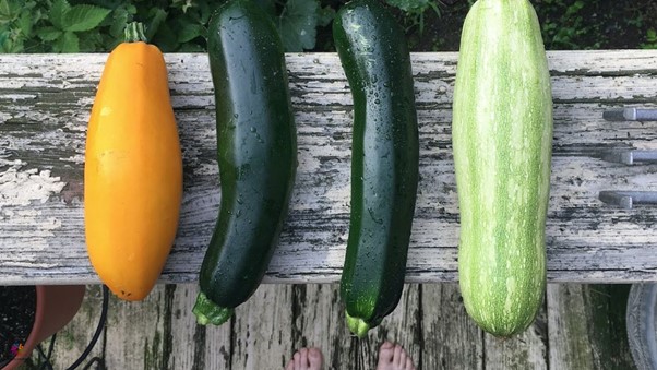 How to Grow Zucchini in 7 Easy Steps