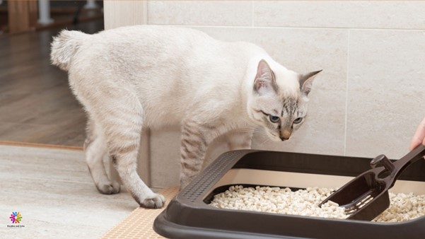 Top 5 Tips for Cleaning and Maintaining Cat Litter for a Fresh and Odor-Free Home