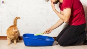 The Best 5 Ways to Clean and Maintain Cat Litter