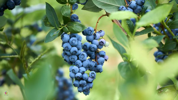 The Ideal Blueberries: 5 Crucial Standards for Flavour and Freshness