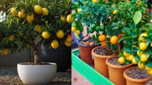 How to Grow Lemon Trees in Containers: 5 Simple Steps 