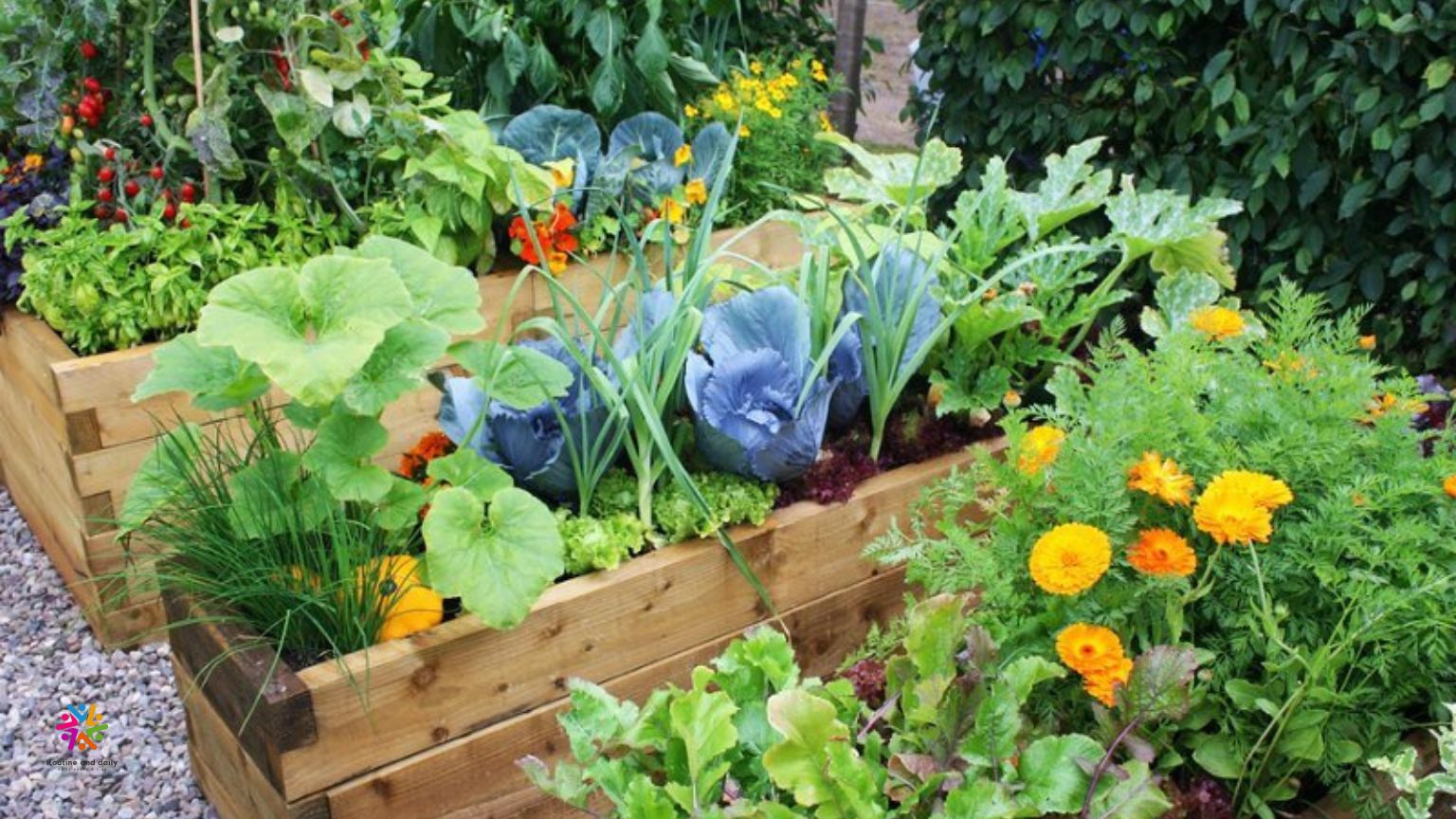 Examining Nasturtiums: A Useful Handbook for Gardeners