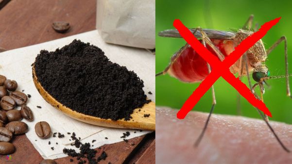 Repelling Mosquitoes Naturally: Using Coffee Grounds