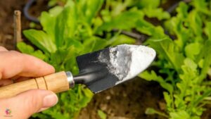 Gardening Advice: 5 Plants That Benefit from Baking Soda