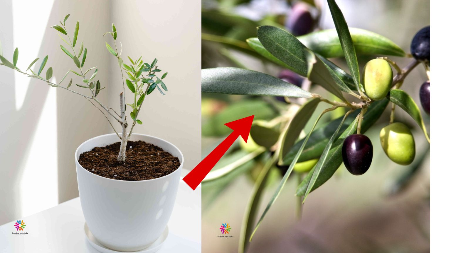 Grow Your Own Olive Orchard At home