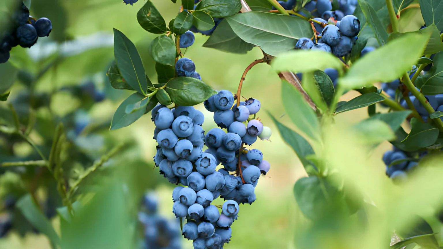 The Ideal Blueberries: 5 Crucial Standards for Flavour and Freshness