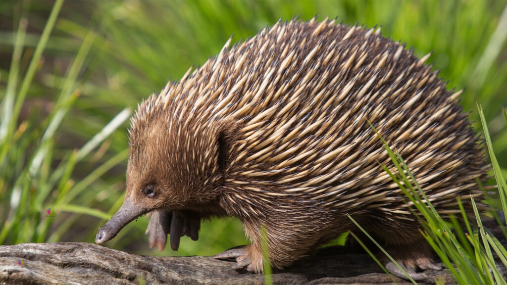 hedfehogs 1