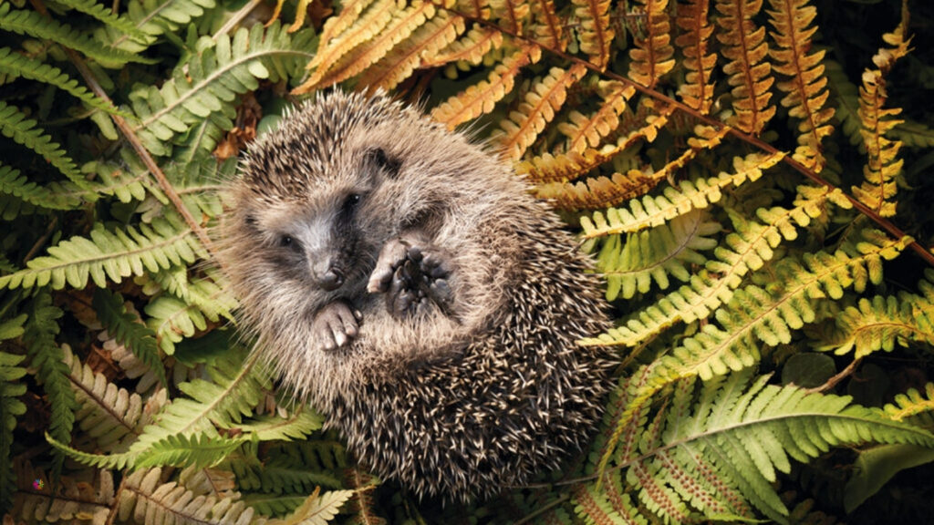 hedfehogs 2