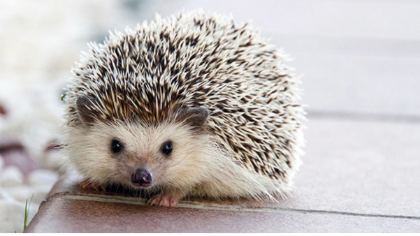 Why are Hedgehogs is Important